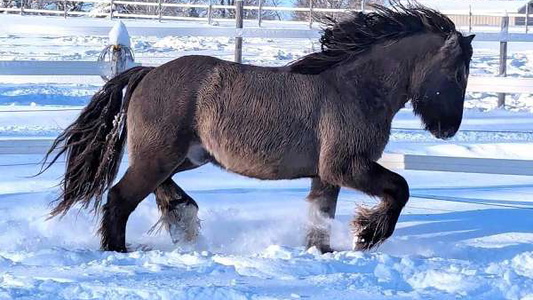 Stunning Gypsy Foals