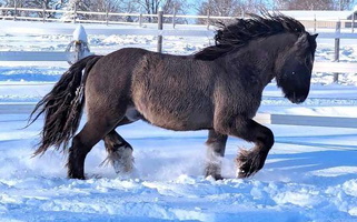 Stunning Gypsy Foals Gypsy Vanner for Plymouth, WI