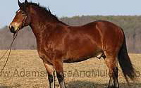 The Ultimate Family Horse! Quarter for Mount Vernon, KY