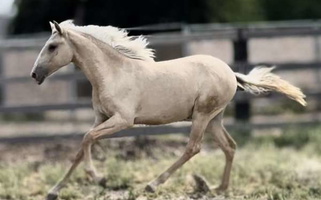 True Dun Palomino Lusitano Filly Lusitano for Milton-Freewater, OR