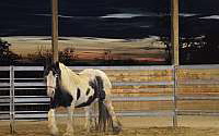 Boann – Stunning Imported Gypsy Mare Gypsy Vanner for Eagle Point, OR