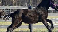 Friesian Sporthorse Filly with Potential!