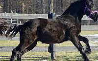 Friesian Sporthorse Filly with Potential! Friesians for Borden, IN