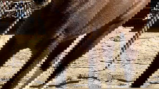 Pinto Paint Gelding