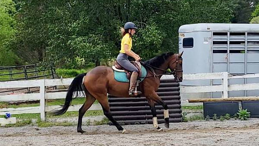 Ammy-Friendly & Talented Dressage Mare