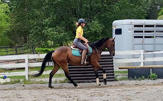 Ammy-Friendly & Talented Dressage Mare Thoroughbred for Knoxville, TN