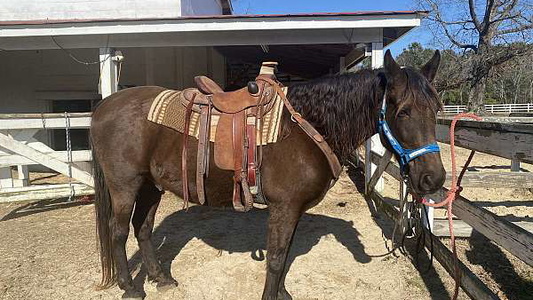 Vic – Gentle, Reliable Trail Horse!