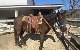 Vic – Gentle, Reliable Trail Horse! Tennessee Walking Horse for Smithfield, NC