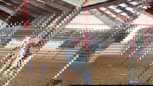 Grey Quarter Horse Gelding
