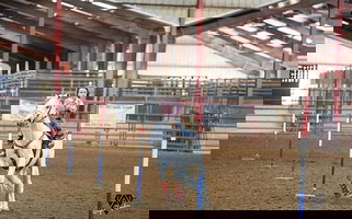 Grey Quarter Horse Gelding Quarter for Los Angeles, CA