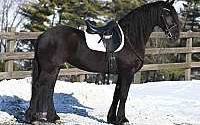 Jump, Drive, Dressage – Onita Does It All! Friesians for Millersburg, OH