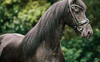 Graceful & Skilled Mare! Friesians for Greer, SC