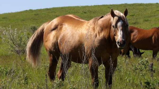 Palomino Stallion with Stunning Build!