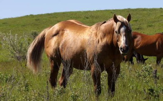 Palomino Stallion with Stunning Build! Quarter for Frederick, SD