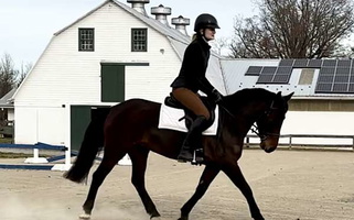 Athletic Mustang Mare Mustang for Frenchtown, NJ