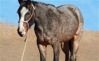 Blue Roan Quarter Horse Filly Quarter for Spur, TX