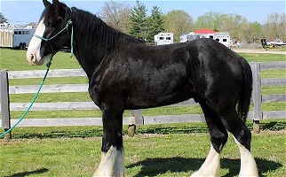 Black Clydesdale Stallion Clydesdale for Borden, IN