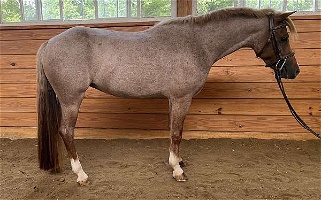 Roan Welsh Pony Mare Ponies for Oxford, PA