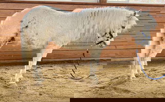 Grey Pony Gelding Ponies for Oxford, PA