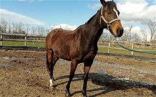 Bay Thoroughbred Broodmare Thoroughbred for Whitehouse, OH