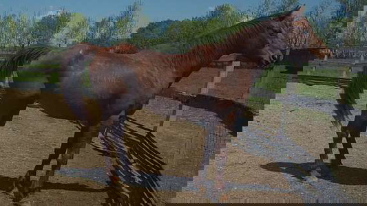 Chestnut Thoroughbred Mare