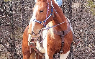 Tobiano Draft Gelding Draft for Taneyville, MO