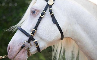 Perlino Welsh Pony Stallion Ponies for Emmett, ID