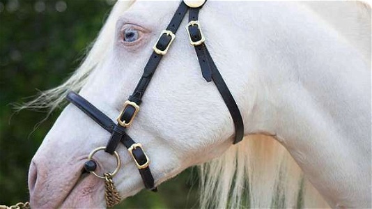Perlino Welsh Pony Stallion