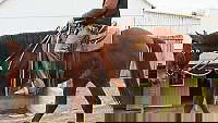 Bay Quarter Horse Gelding