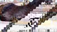 Black Friesian Filly