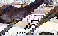 Black Friesian Filly Friesians for Sugarcreek, OH