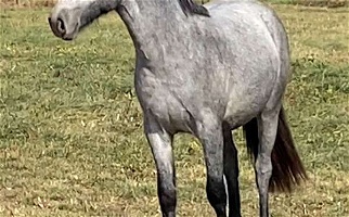 Grey Connemara Pony Gelding Ponies for Missouri City, MO