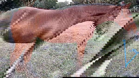Bay Clydesdale Filly