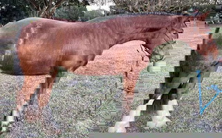 Bay Clydesdale Filly Clydesdale for Dade City, FL