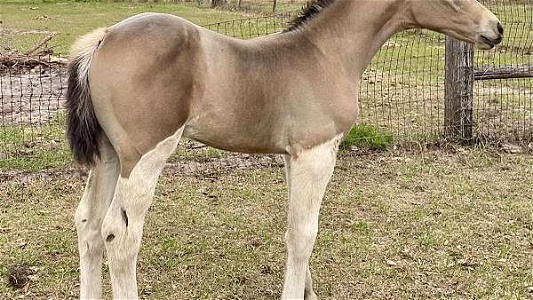 Buckskin Clydesdale Filly