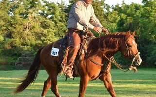 Sorrel Quarter Horse Stallion Quarter for Ardmore, OK