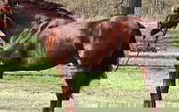 Sorrel Quarter Horse Stallion Dude Quarter for Ardmore, OK