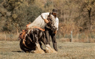 Tobiano Gypsy Vanner Stallion Gypsy Vanner for Windom, MN