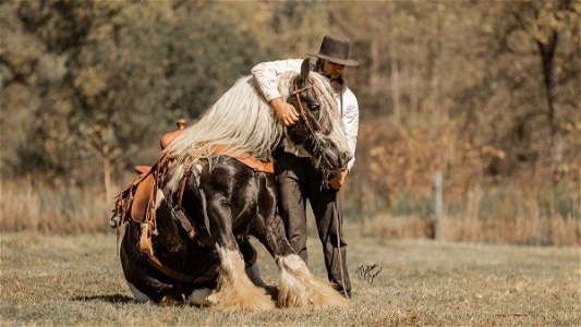 Tobiano Gypsy Vanner Stallion