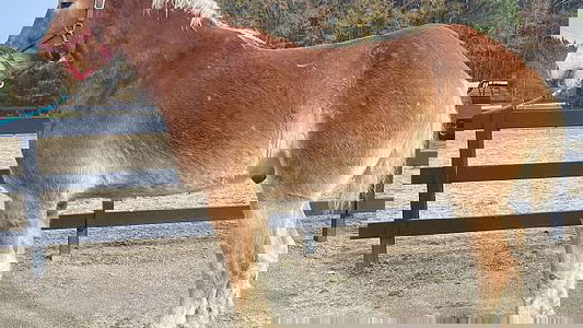 Sorrel Belgian Gelding