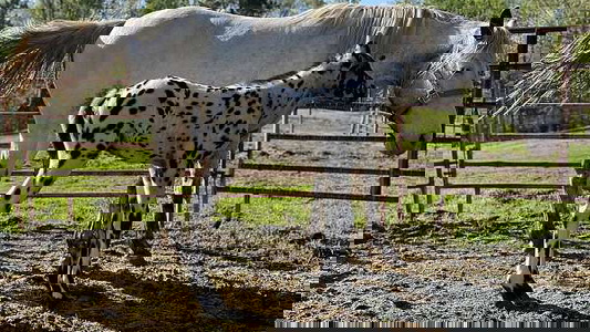 Appaloosa Filly