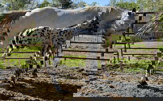 Appaloosa Filly Appaloosas for Winston-Salem, NC