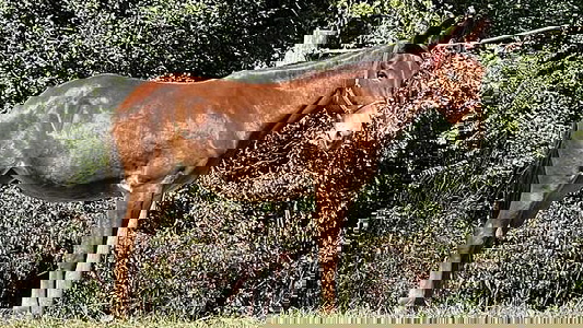 Chestnut Mule Mare