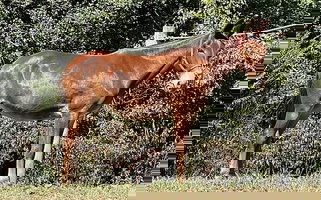 Chestnut Mule Mare Donkey/Mule for Statesville, NC
