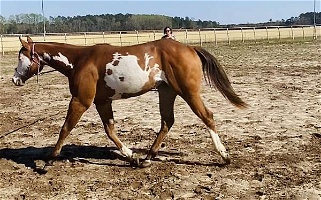Cinnamon Paint Filly Horse Paints for Greensboro, NC