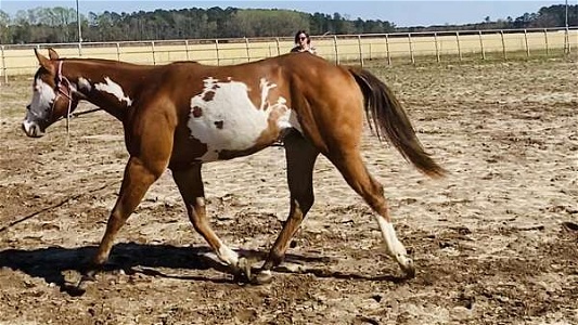 Cinnamon Paint Filly Horse