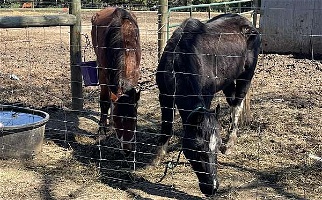 Black Knight Crossbred Pony Filly Ponies for Lexington, NC