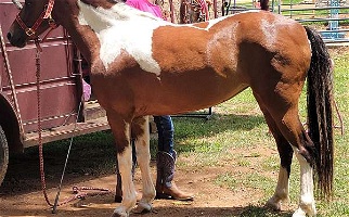 Hershey Hackney Mare Horse Haflinger for Franklin, NC