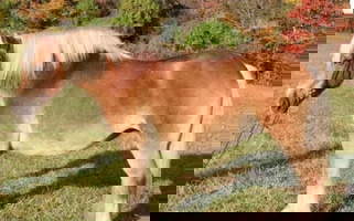 Copper Comet Haflinger Mare Akhal Teke for Whitakers, NC