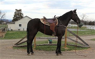 Silver Streak  Friesian Mare Friesians for Newville, PA